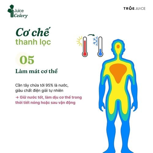 Celery Juice - ảnh 7